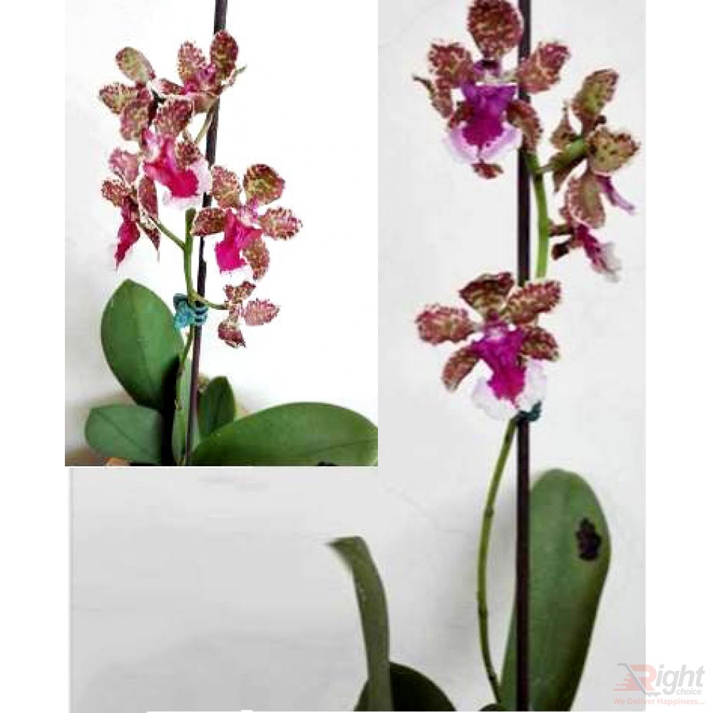 Oncidium baipai 