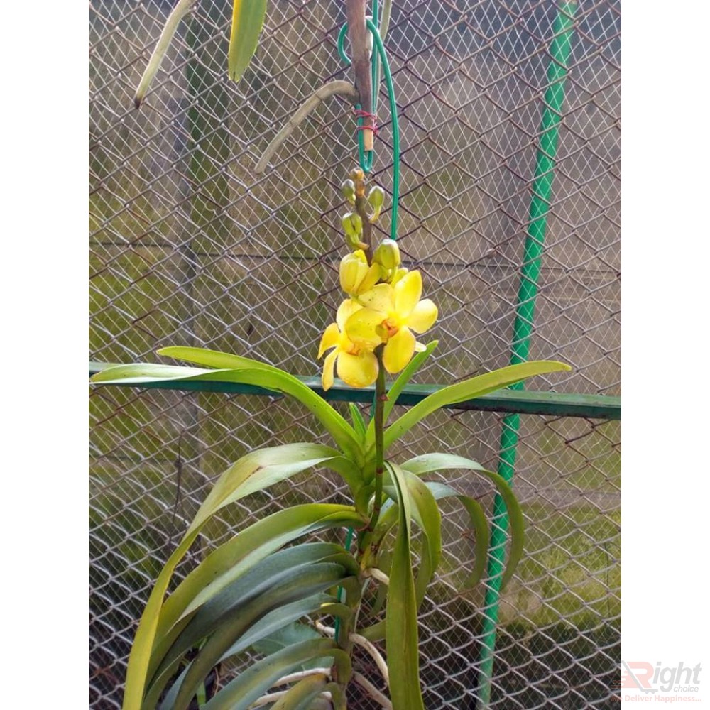 Venda Orchid Plant 
