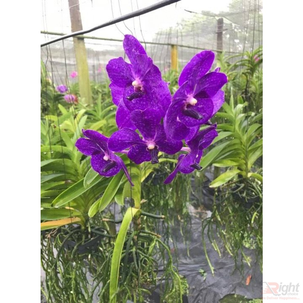 Venda Orchid Plant 