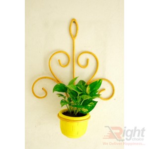 Yellow Color Iron Wall Hanger With Money Plant 