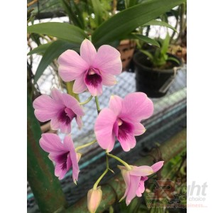 Dendrobium Miniature Orchid 