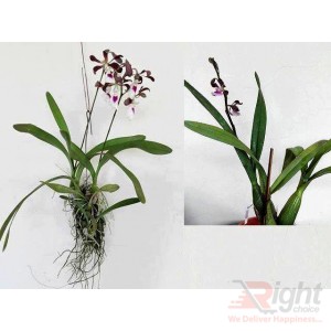 Mounting Fragrance Orchid 