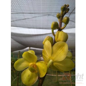 Venda Orchid Plant 