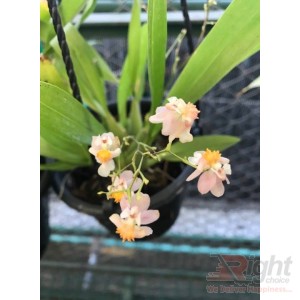 Oncidium Twinkle Pink 