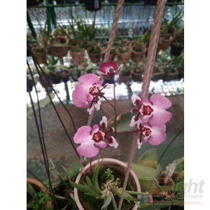 Tolumia Orchid 