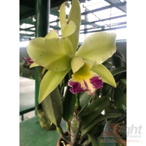Cattleya Orchid Plant 