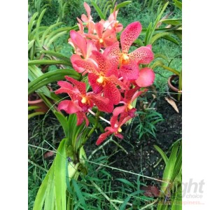 Arenda Orchid Plant 