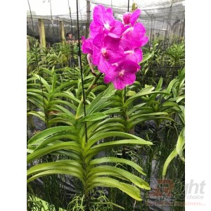 Venda Orchid Plant price in BD
