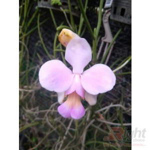 Venda Teres Orchid Plant 