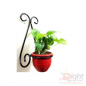 Wall Hanger With Indoor Plants 