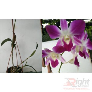 Dendrobium Red