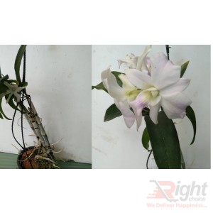 Dendrobium white 