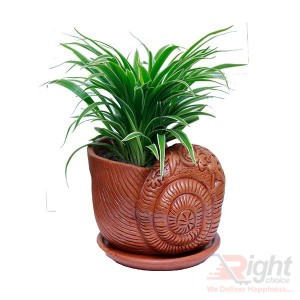 Beautiful and Nice Antic Color Snail Tob with Indoor Plant 