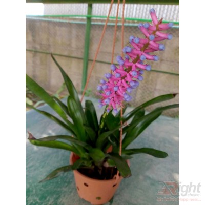 Bromelia Orchid Plant 
