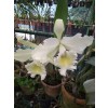 Cattleya Orchid White 