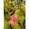 Dendrobium Bracteosum 