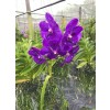 Venda Orchid Plant 