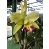 Cattleya Orchid Plant 